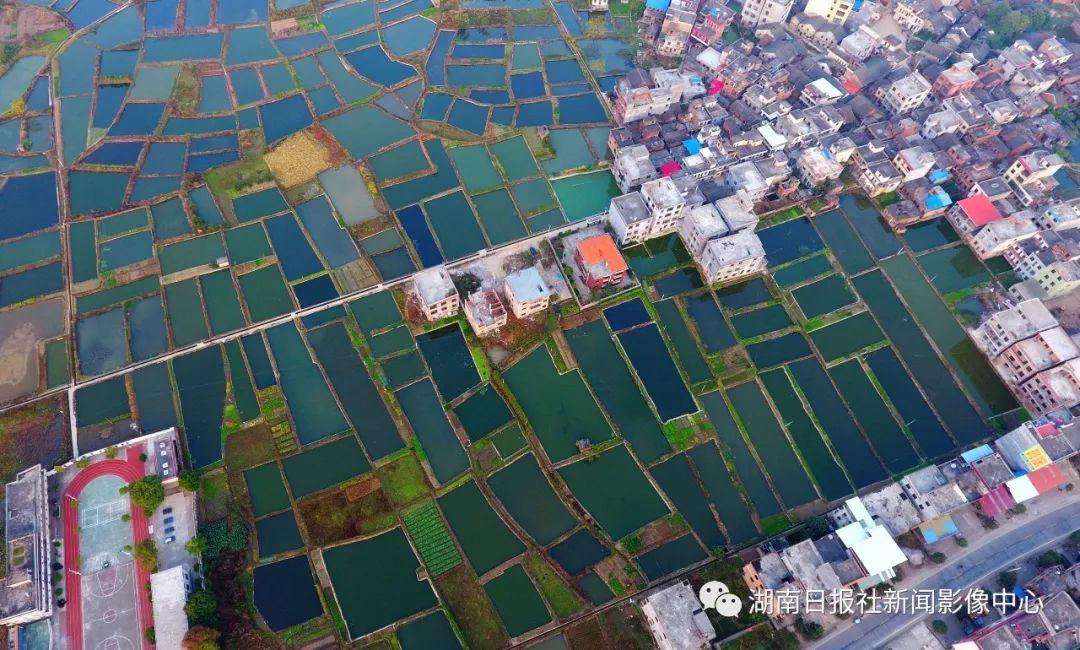 2019年11月22日,嘉禾县珠泉镇井涵村水产养殖基地,连片生态鱼塘与