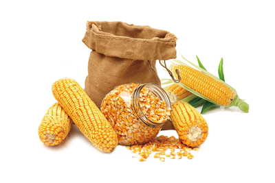 高清玉米食材素材