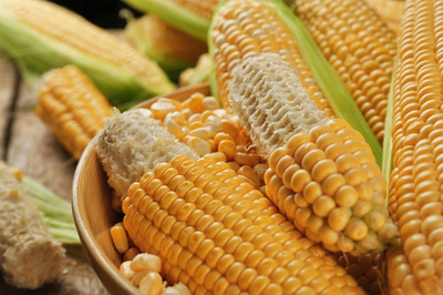 甜玉米在农场的农产品