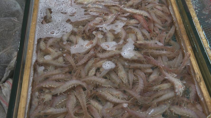 城阳海鲜水产品市场虾虎蛎虾上市 应季海鲜最肥美